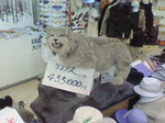 ݸ.jpg