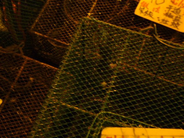 P1020457.JPG