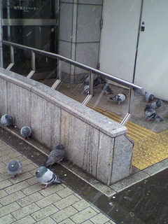 hato.jpg