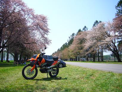 sakura004.JPG