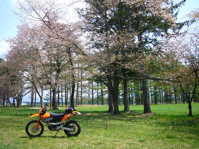 sakura009.JPG