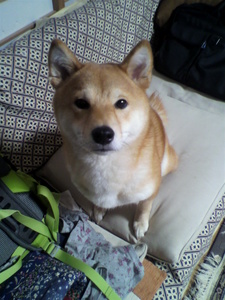 shibainu.jpg
