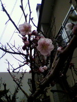 ume.jpg